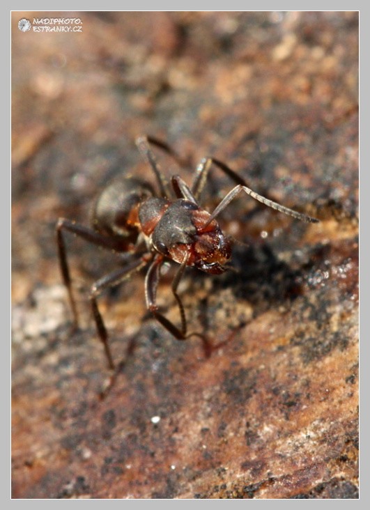 Mravenec lesní (Formica rufa)3