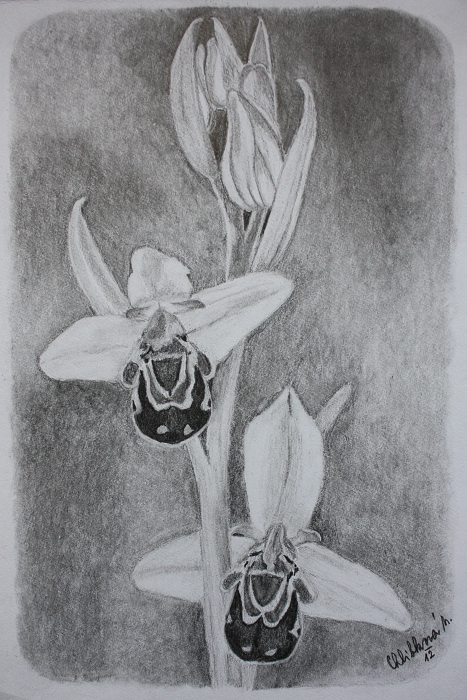 Tořič včelonosný (Ophrys apifera) 2