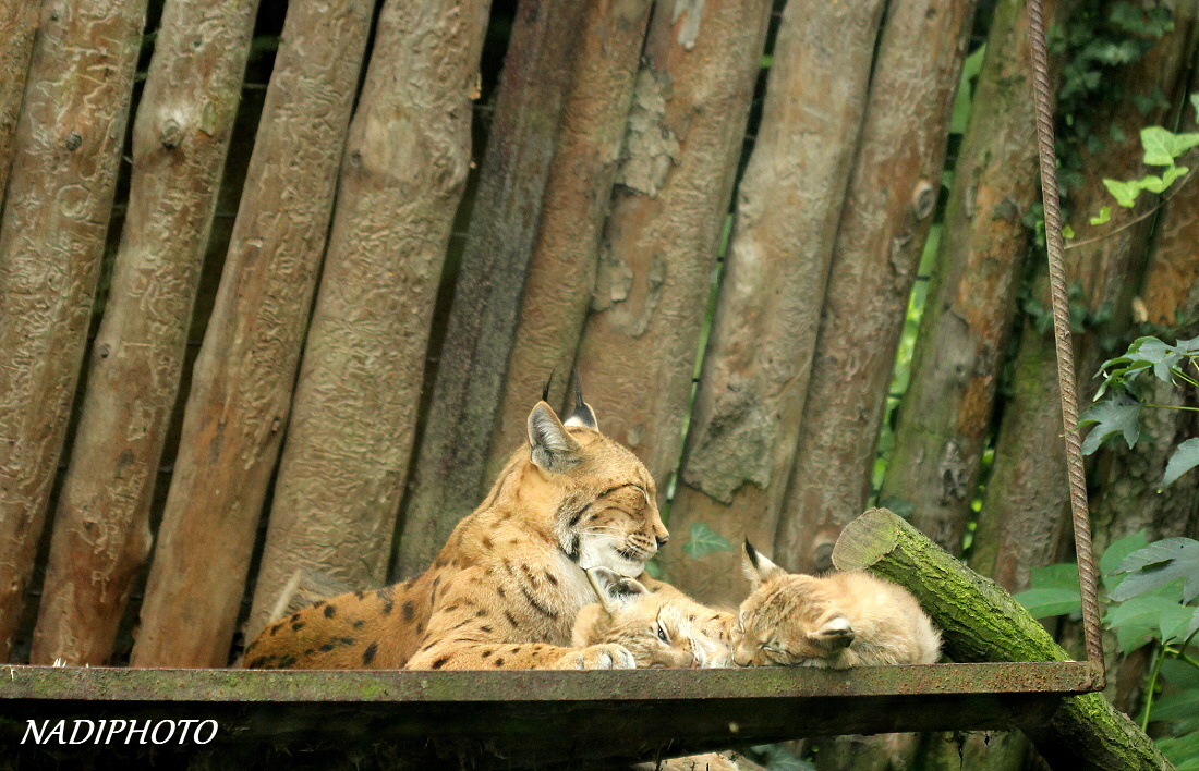 Rys Karpatský (Lynx Lynx) - Zoopark Chomutov
