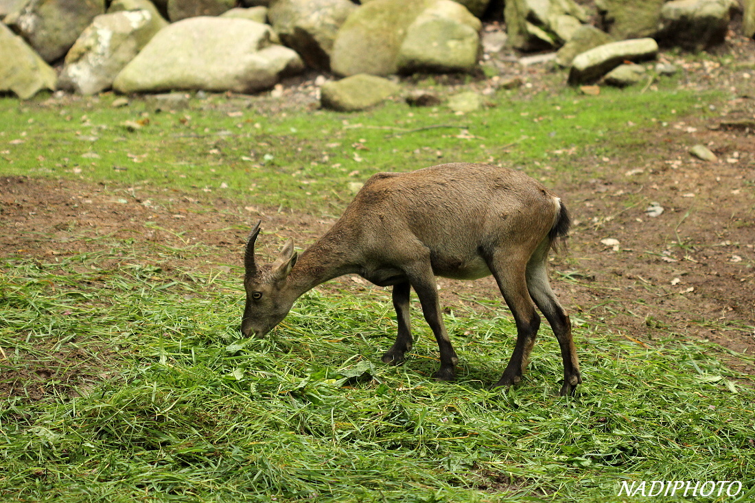 Kozorožec Alpský (Capra Ibex) - Zoopark Chomutov