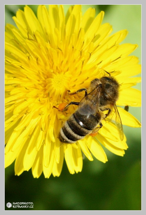 Včela medonosná (Apis mellifera)1 - Č.Hrádek