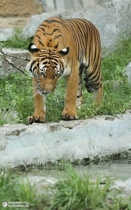 Tygr malajský 1 - Zoo Ústí nad Labem