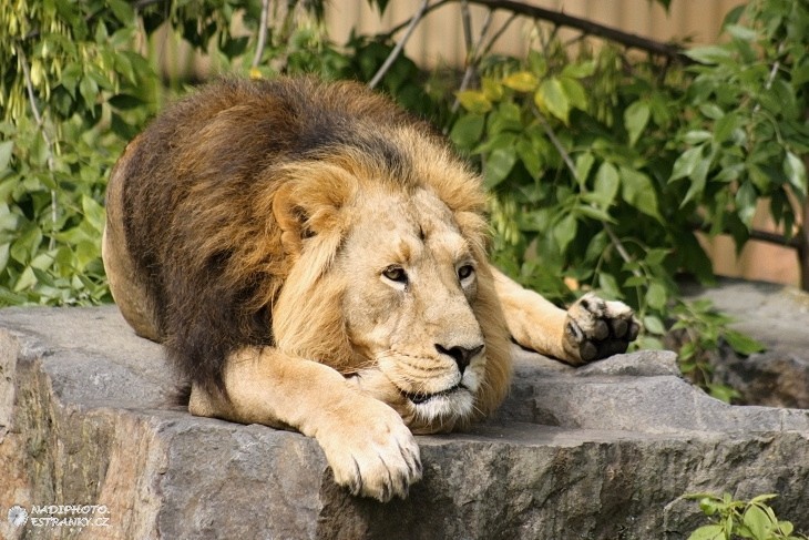 Lev pustinný (Panthera leo)1 - Zoo Praha