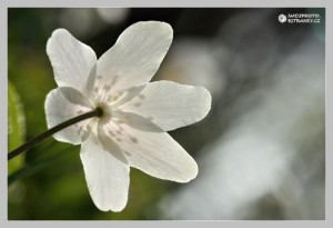 sasanka-hajni--anemone-nemorosa-4.jpg