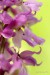 Vstavač mužský (Orchis mascula)22 - NPR Úhošt