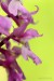 Vstavač mužský (Orchis mascula)21 - NPR Úhošt