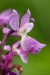 Vstavač mužský (Orchis mascula)18 - NPR Úhošt