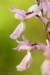 Vstavač mužský (Orchis mascula)17 - NPR Úhošt
