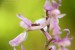 Vstavač mužský (Orchis mascula)16 - NPR Úhošt