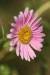 Kopretina růžová (Chrysanthemum roseum)3