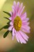 Kopretina růžová (Chrysanthemum roseum)2