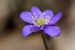 Jaterník podléška (hepatica nobilis)27 - Bezručovo údolí