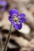 Jaterník podléška (hepatica nobilis)26 - Bezručovo údolí