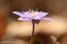 Jaterník podléška (hepatica nobilis)25 - Bezručovo údolí