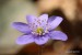 Jaterník podléška (hepatica nobilis)24 - Bezručovo údolí