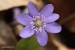 Jaterník podléška (hepatica nobilis)23 - Bezručovo údolí