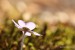 Jaterník podléška (hepatica nobilis)20 - Bezručovo údolí