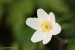 Sasanka hajní (Anemone nemorosa)7