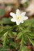 Sasanka hajní (Anemone nemorosa)6