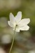 Sasanka hajní (Anemone nemorosa)5