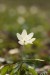 Sasanka hajní (Anemone nemorosa)3