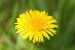 Smetanka lékařská (Taraxacum officinale) 1