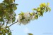 Kvetoucí třešeň - Červený Hrádek