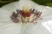 Plamének (Clematis hybrida)7