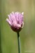 Pažitka pobřežní (Allium schoenoprasum)10