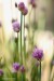 Pažitka pobřežní (Allium schoenoprasum)9