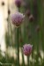 Pažitka pobřežní (Allium schoenoprasum)8