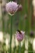 Pažitka pobřežní (Allium schoenoprasum)7