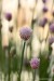 Pažitka pobřežní (Allium schoenoprasum)5