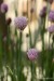 Pažitka pobřežní (Allium schoenoprasum)4