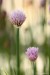 Pažitka pobřežní (Allium schoenoprasum)3