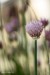 Pažitka pobřežní (Allium schoenoprasum)2