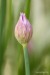 Pažitka pobřežní (Allium schoenoprasum)1