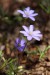Jaterník podléška (hepatica nobilis)21 - Bezručovo údolí