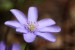 Jaterník podléška (hepatica nobilis)22 - Bezručovo údolí