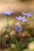 Jaterník podléška (hepatica nobilis) 26 - Bezručovo údolí