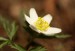 Sasanka hajní (Anemone nemorosa) 1