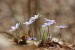 Jaterník podléška (hepatica nobilis) 3 - Bezručovo údolí