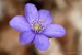 Jaterník podléška (hepatica nobilis) 1 - Bezručovo údolí