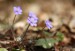 Jaterník podléška (hepatica nobilis) 2 - Bezručovo údolí