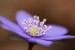 Jaterník podléška (hepatica nobilis) 4 - Bezručovo údolí