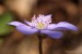 Jaterník podléška (hepatica nobilis) 6 - Bezručovo údolí