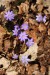 Jaterník podléška (hepatica nobilis) 7 - Bezručovo údolí
