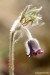 Koniklec luční český (Pulsatilla pratensis subsp. bohemica) 10 Kadaň