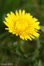 Smetanka lékařská (Taraxacum officinale)3