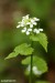 Česnáček lékařský (Alliaria petiolata)